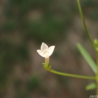 Oldenlandia herbacea (L.) Roxb.